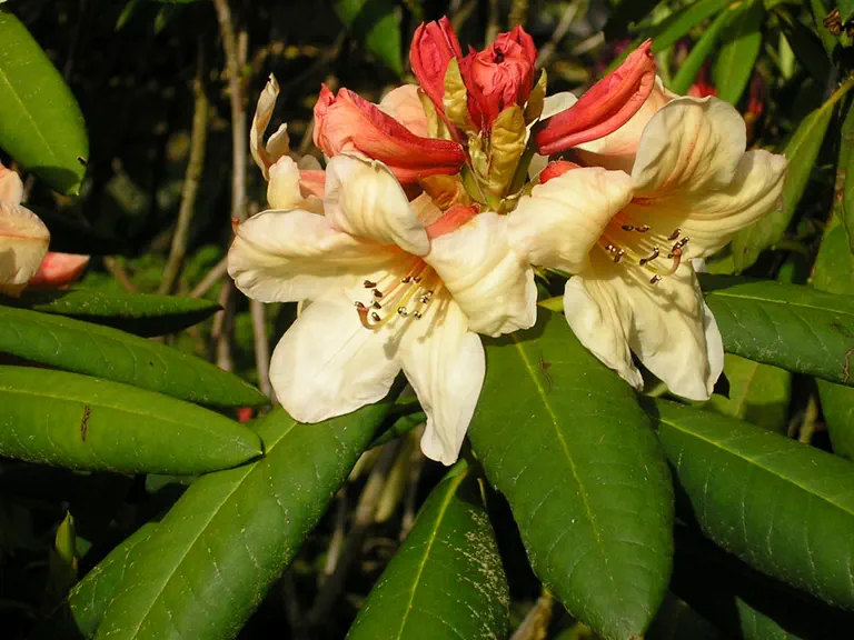 Photo of R. 'Brinny', Rhododendron Hybrid