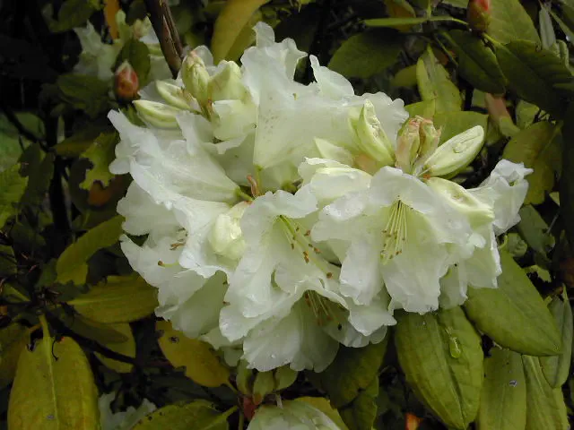 Photo of R. 'Zuiderzee', Rhododendron Hybrid