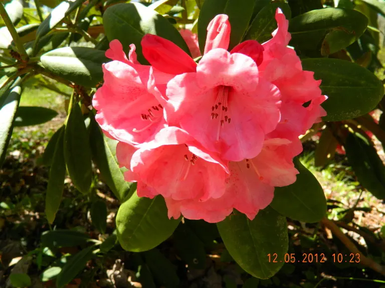 Photo of R. 'Durango', Rhododendron Hybrid
