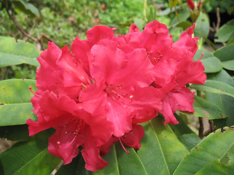 Photo of R. 'Britannia', Rhododendron Hybrid