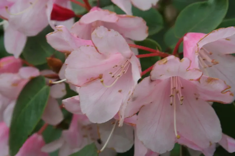 Photo of R. 'Brocade', Rhododendron Hybrid