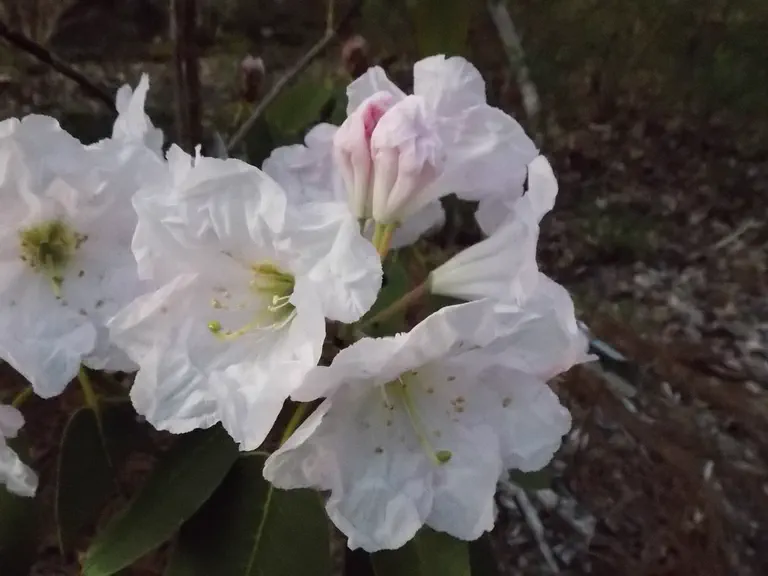 Photo of R. 'Dextanea', Rhododendron Hybrid