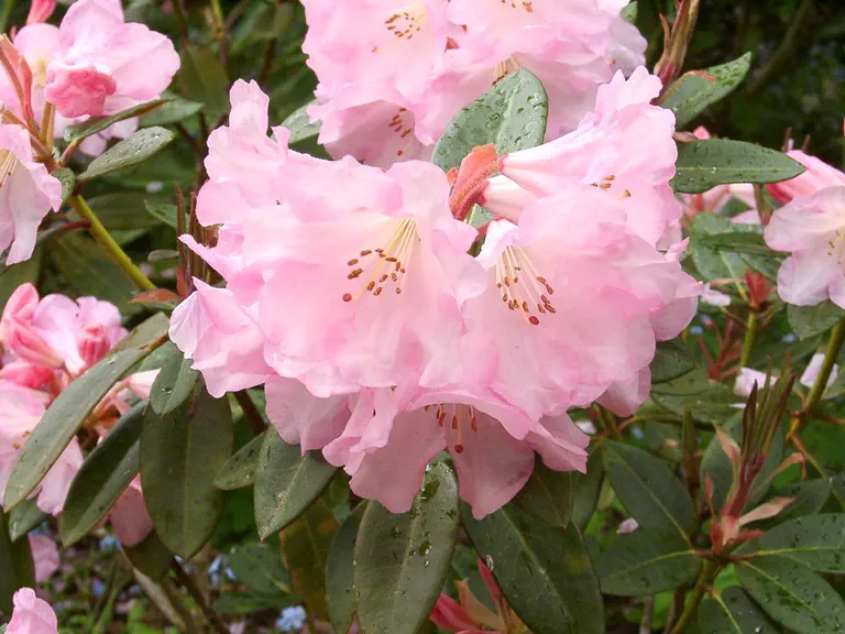 Photo of R. 'Bronze Wing', Rhododendron Hybrid