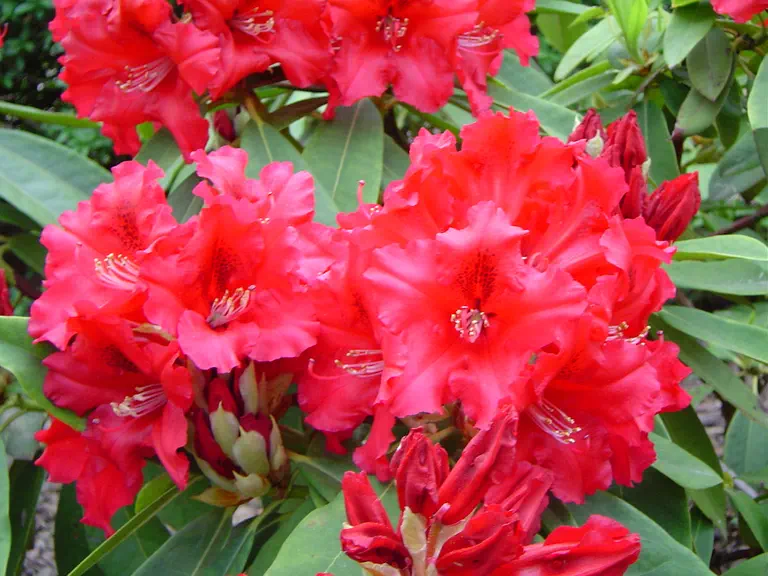 Photo of R. 'Europa 93', Rhododendron Hybrid
