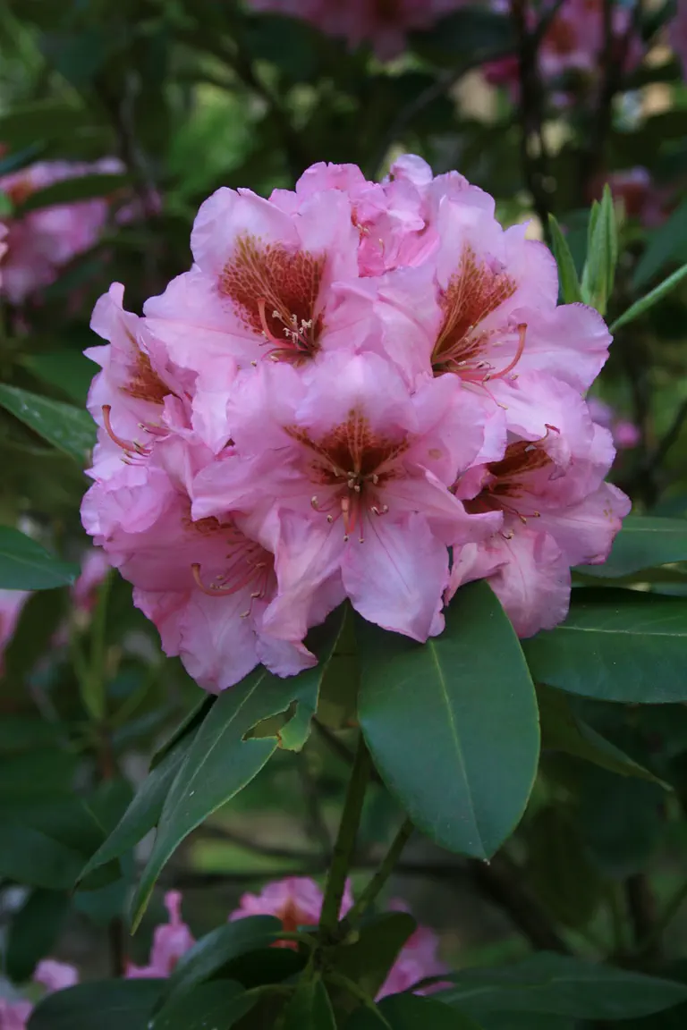 Photo of R. 'Brown Eyes', Rhododendron Hybrid