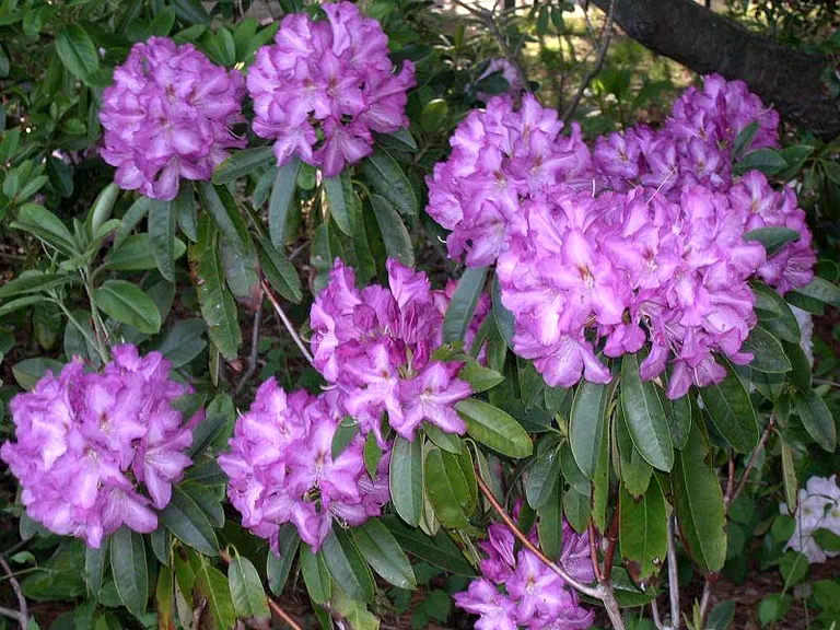 Photo of R. 'Beryl Coronet', Rhododendron Hybrid