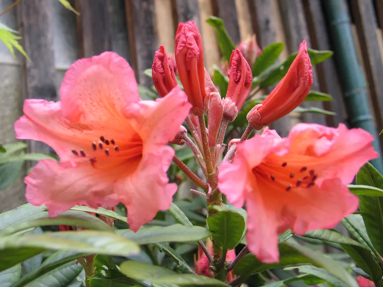 Photo of R. 'Tortoiseshell Orange', Rhododendron Hybrid