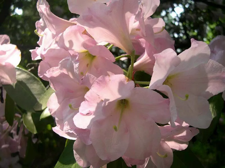 Photo of R. 'Festive Feast', Rhododendron Hybrid
