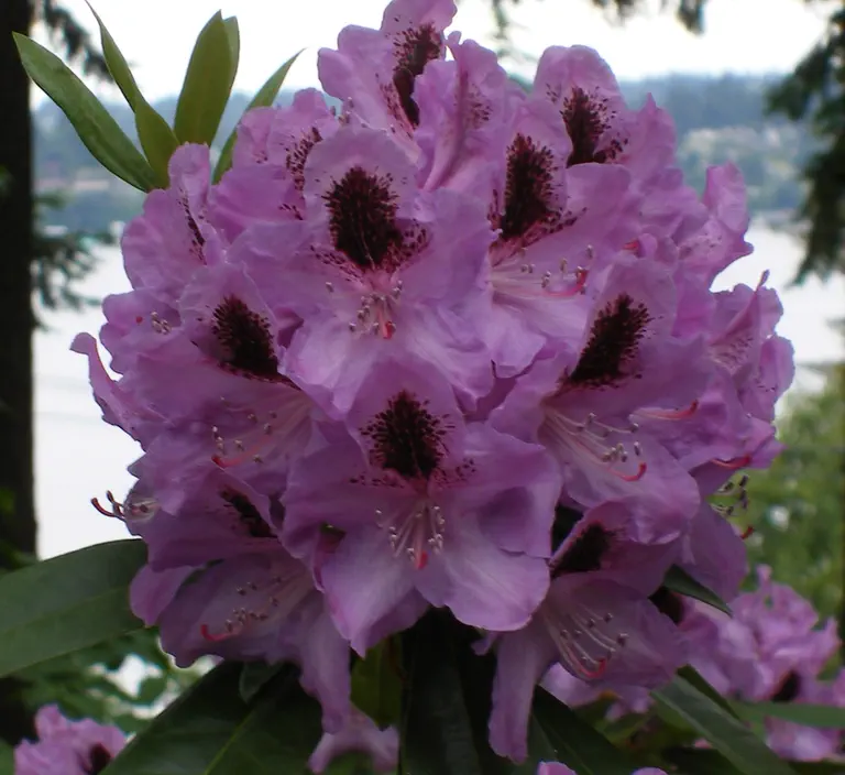 Photo of R. 'Bud Flanagan', Rhododendron Hybrid