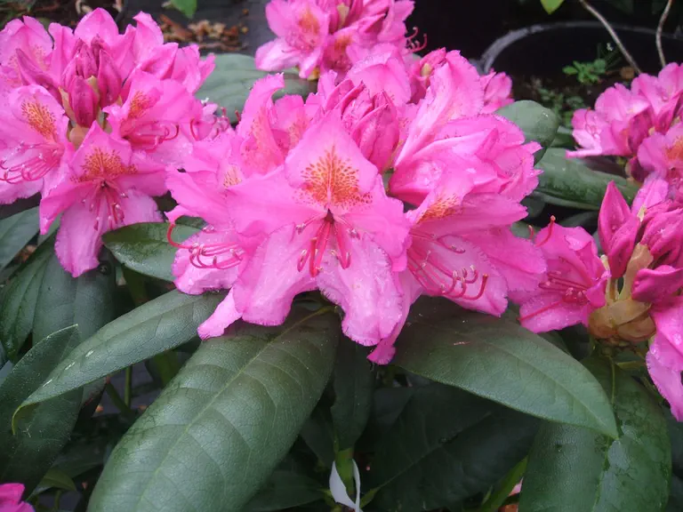 Photo of R. 'Delta', Rhododendron Hybrid
