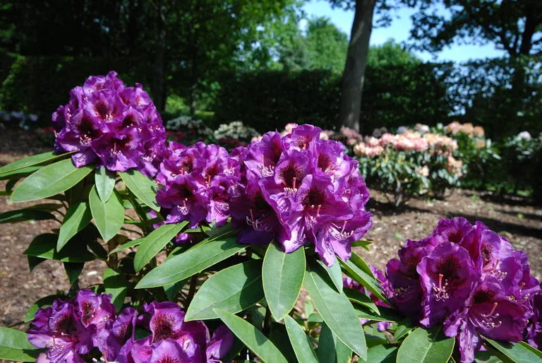 Photo of R. 'Burgundula', Rhododendron Hybrid