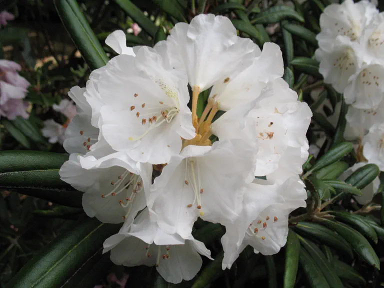 Photo of R. degronianum ssp yakushimanum 'Yaku Angel', Rhododendron Species Selection