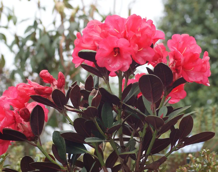 Photo of R. 'Burletta', Rhododendron Hybrid
