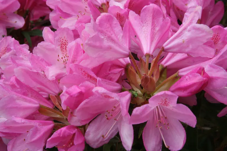 Photo of R. 'Hampshire Belle', Rhododendron Hybrid
