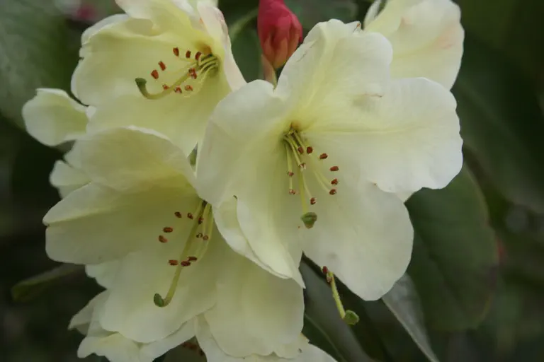 Photo of R. 'litiense X Loderi Venus x wardii', Rhododendron Hybrid