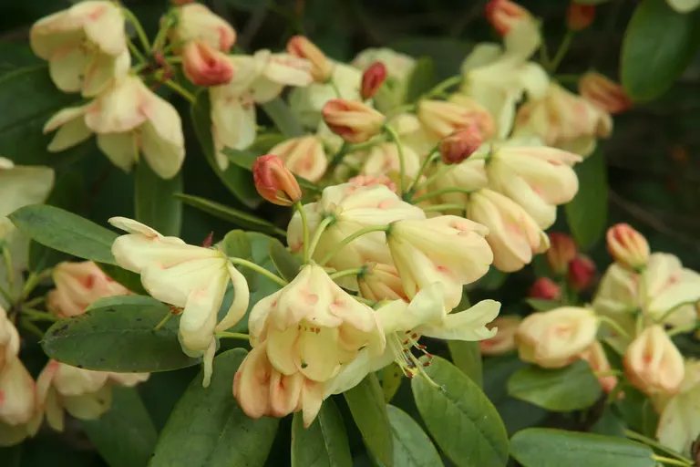 Photo of R. 'Clewer', Rhododendron Hybrid