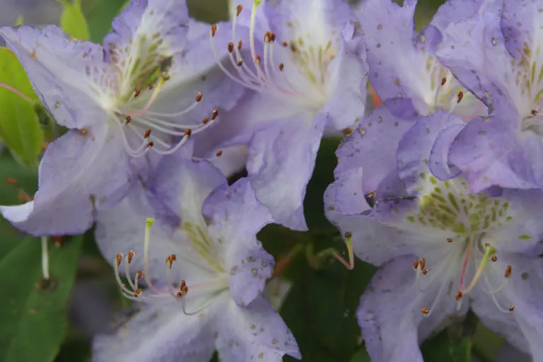 Photo of R. augustinii ssp augustinii 'Good Blue', Rhododendron Species Selection