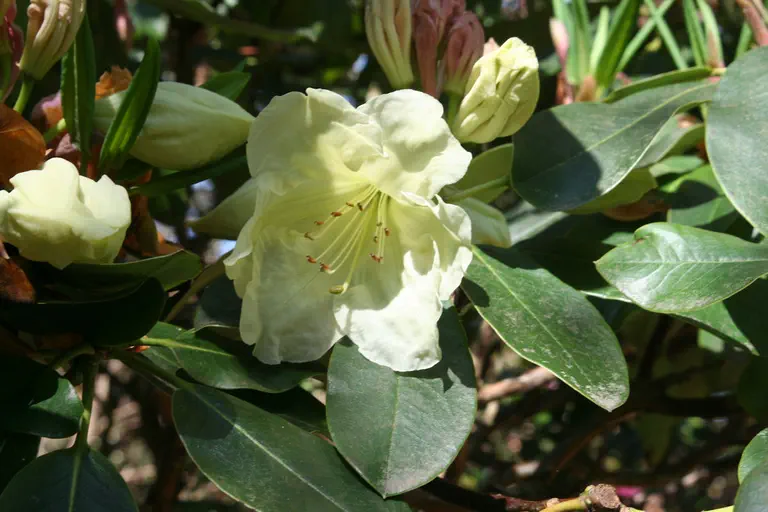 Photo of R. 'Victory x Idealist', Rhododendron Hybrid