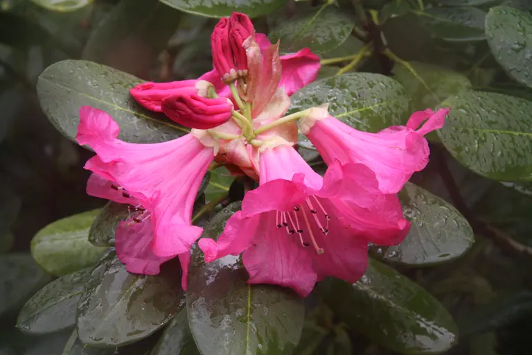 Photo of R. 'Howard Hughes', Rhododendron Hybrid