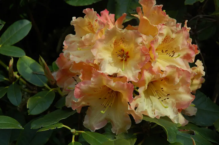 Photo of R. 'Butter Brickle', Rhododendron Hybrid