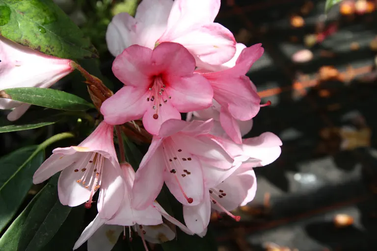 Photo of R. 'Amor', Rhododendron Hybrid