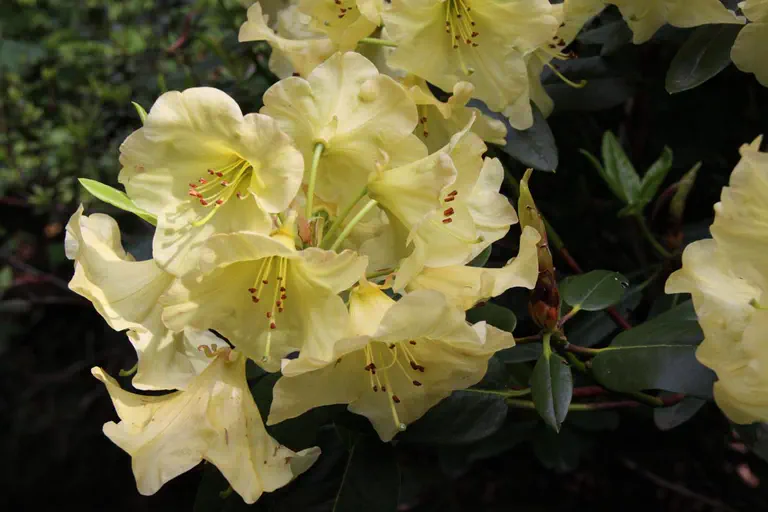 Photo of R. 'Butter Yellow', Rhododendron Hybrid