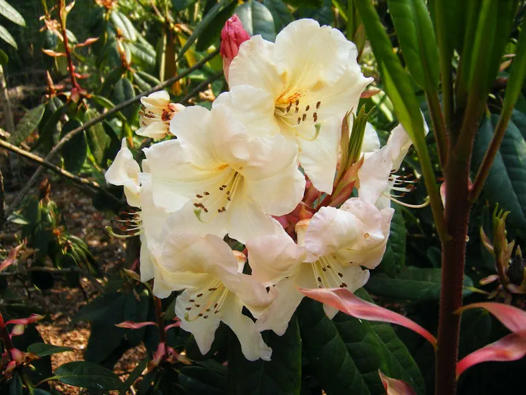 Photo of R. 'Renée Robeson', Rhododendron Hybrid