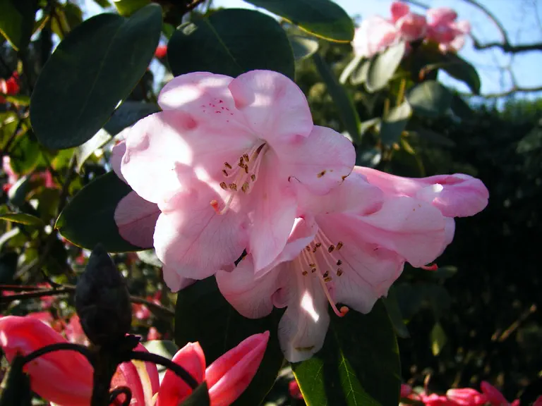 Photo of R. 'Mystic', Rhododendron Hybrid