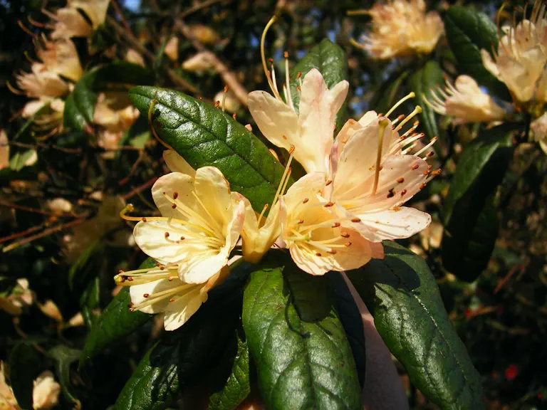Photo of R. 'Crossbill Group', Rhododendron Cultivar group