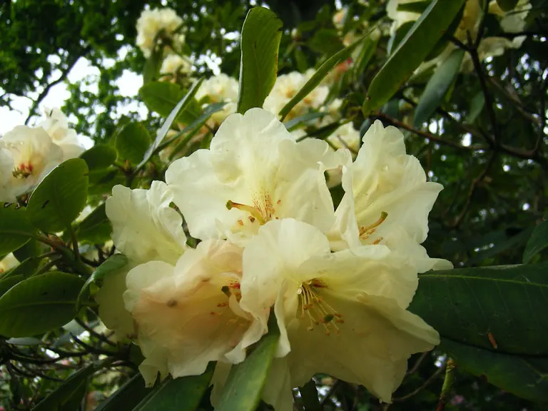 Photo of R. 'Lady Wilcox', Rhododendron Hybrid