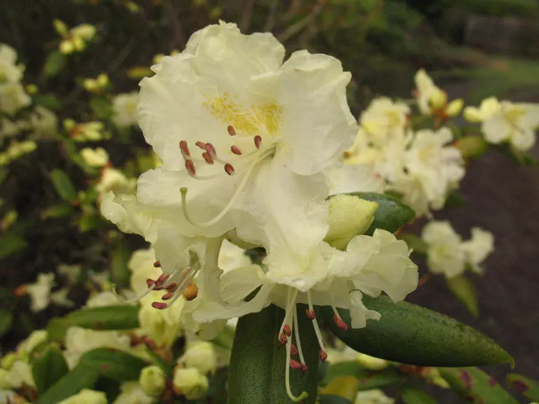 Photo of R. 'Bo-peep', Rhododendron Hybrid