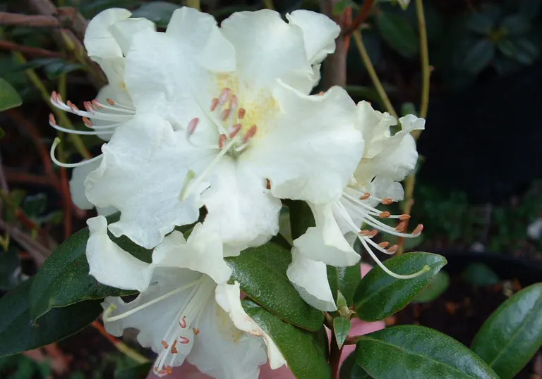 Photo of R. 'Bo-peep Group', Rhododendron Cultivar group