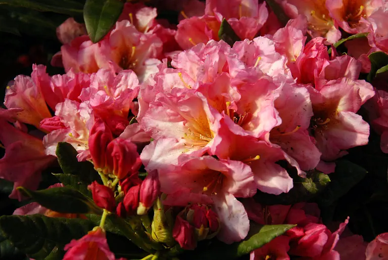 Photo of R. 'Saltarello', Rhododendron Hybrid