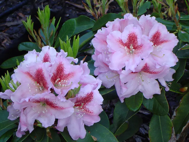 Photo of R. 'Konsonanz', Rhododendron Hybrid