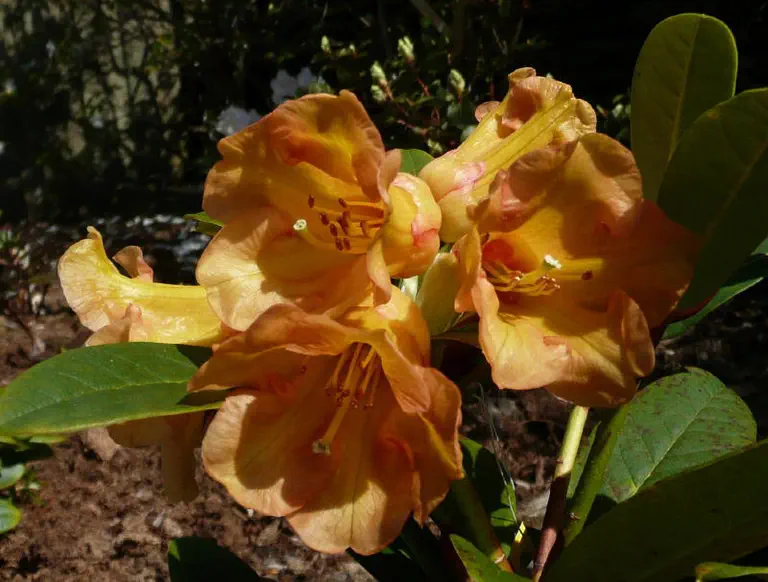 Photo of R. 'Hotei x horaeum', Rhododendron Hybrid