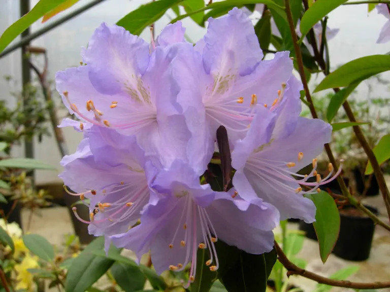 Photo of R. augustinii ssp augustinii 'Marion McDonnell', Rhododendron Species Selection