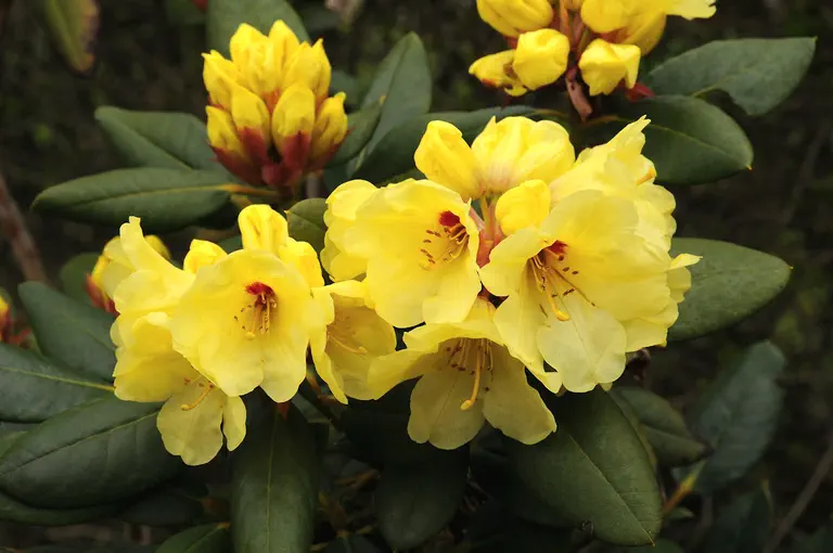 Photo of R. 'Gedser Gold', Rhododendron Hybrid