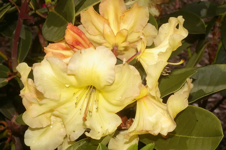 Photo of R. 'Norph', Rhododendron Hybrid