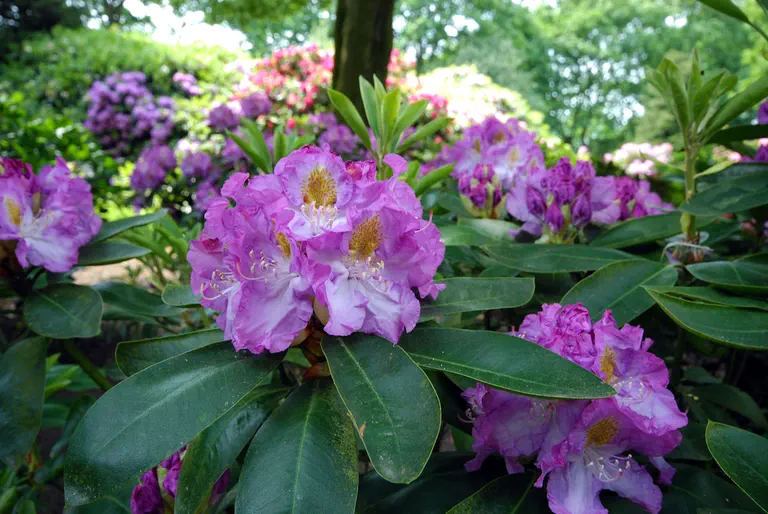 Photo of R. 'Flamme', Rhododendron Hybrid