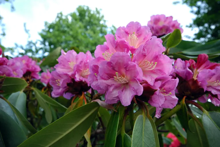 Photo of R. 'Hirschfeld', Rhododendron Hybrid