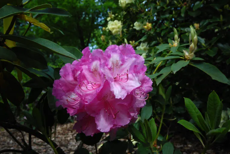Photo of R. 'Friesland', Rhododendron Hybrid