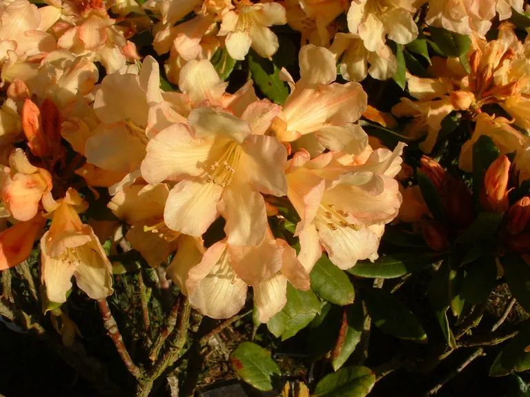 Photo of R. 'Buttermint', Rhododendron Hybrid