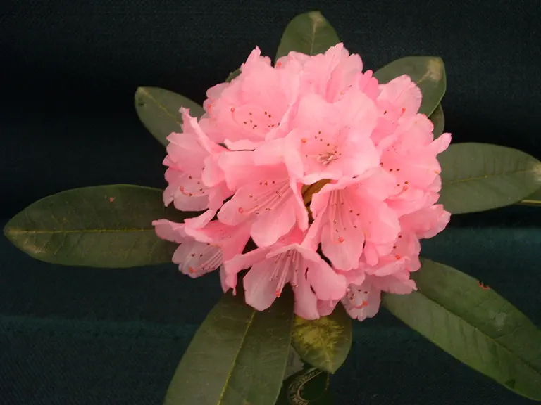 Photo of R. 'Aztec Group', Rhododendron Cultivar group