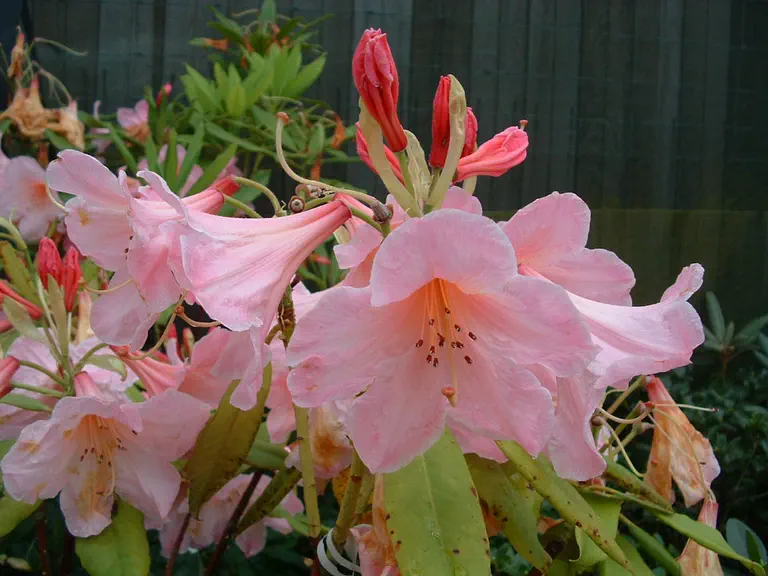 Photo of R. 'Azrie Group', Rhododendron Cultivar group