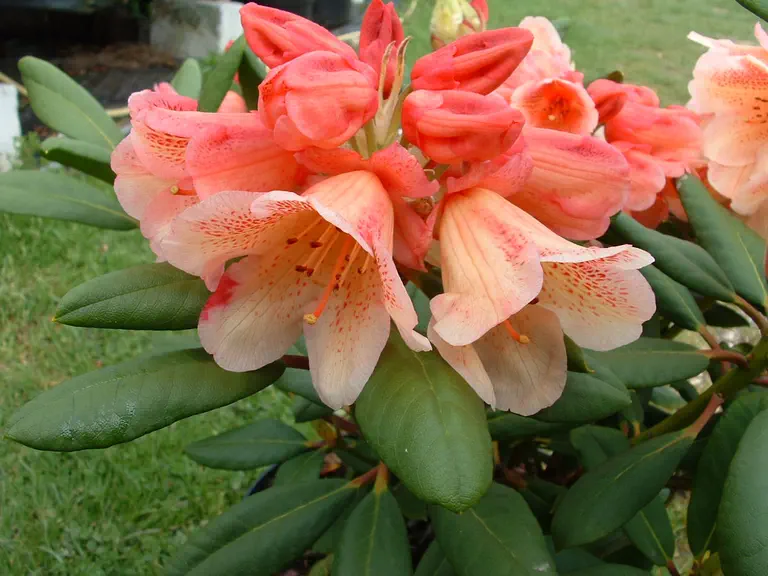 Photo of R. 'Firelight', Rhododendron Hybrid