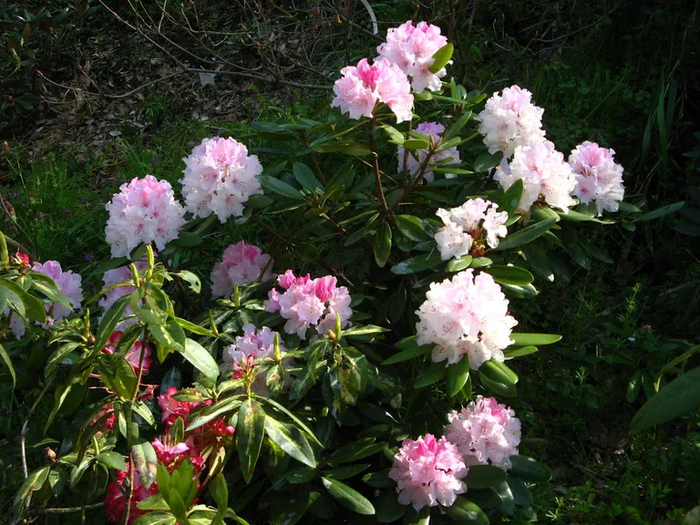 Photo of R. 'Amy Jane', Rhododendron Hybrid