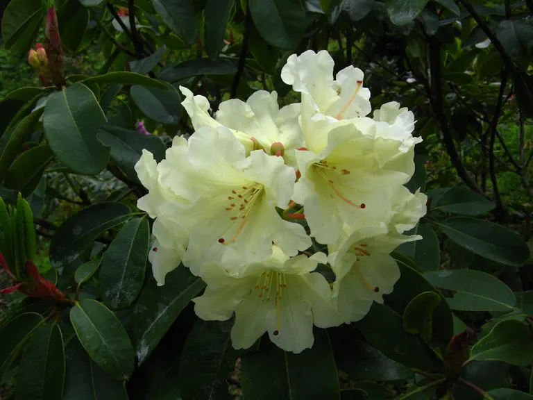 Photo of R. 'William King', Rhododendron Hybrid