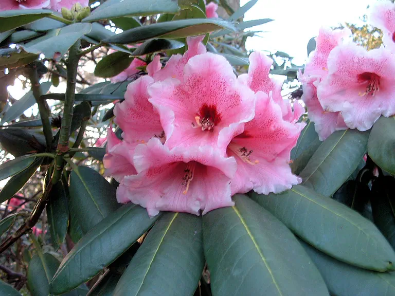 Photo of R. 'Lady Linlithgow Group', Rhododendron Cultivar group