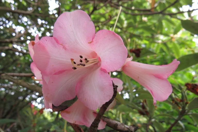 Photo of R. 'Dicharb Group', Rhododendron Cultivar group