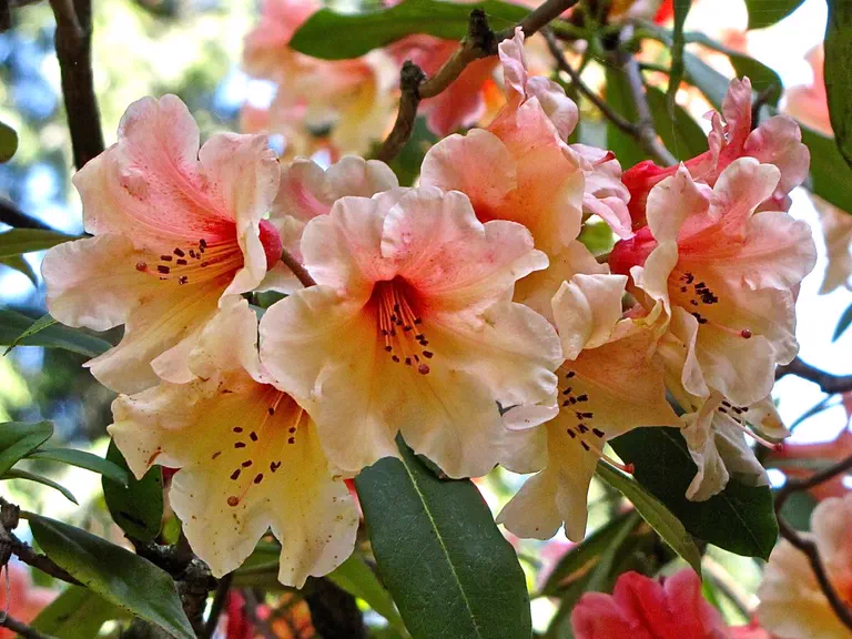 Photo of R. 'C.I.S.', Rhododendron Hybrid